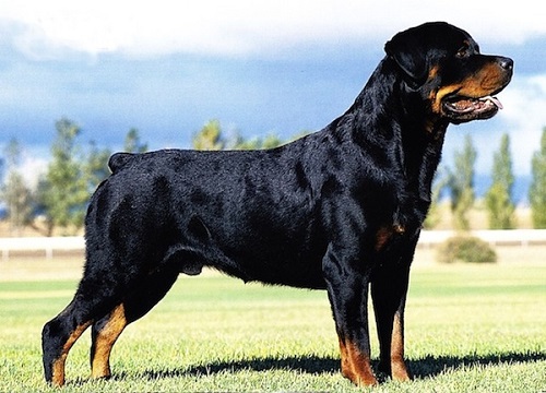 cho rottweiler 2